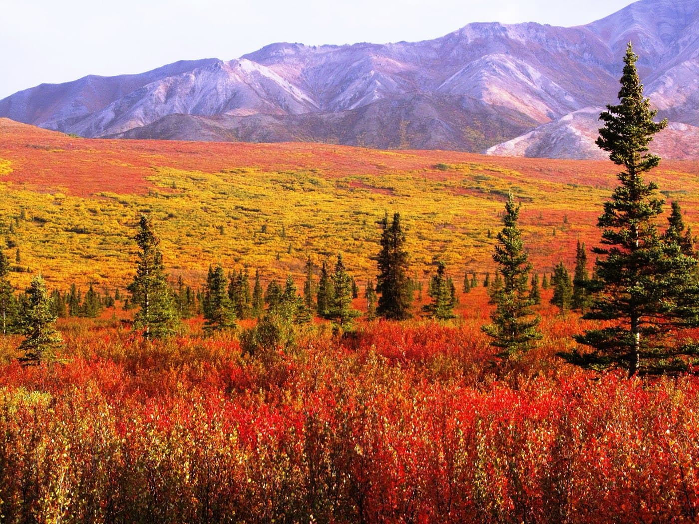 Autumn tundra colors below the Alaska Range near Denali