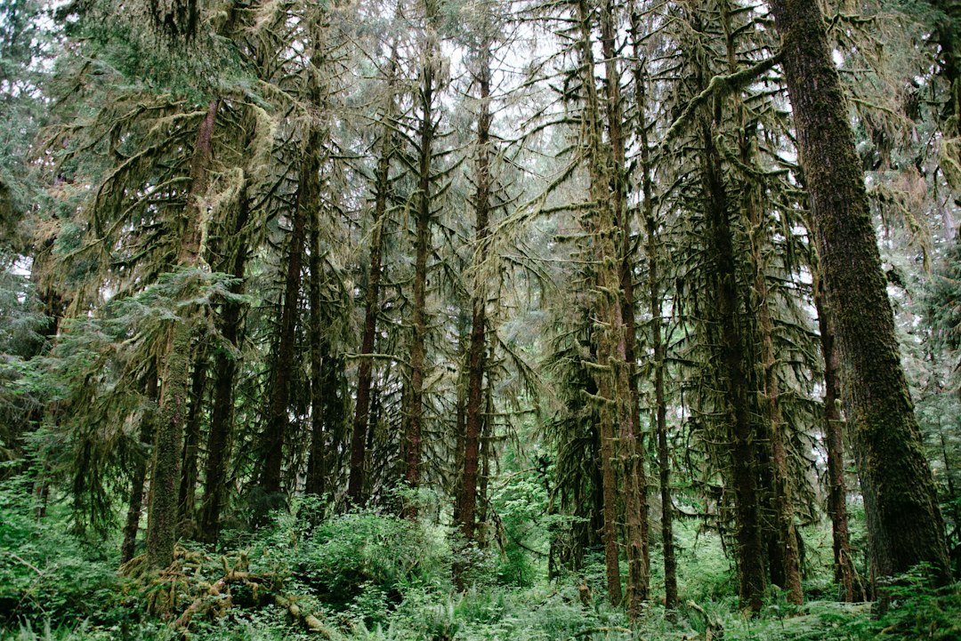 Grove of the Patriarchs: 2029 Reopening and What to Hike Now