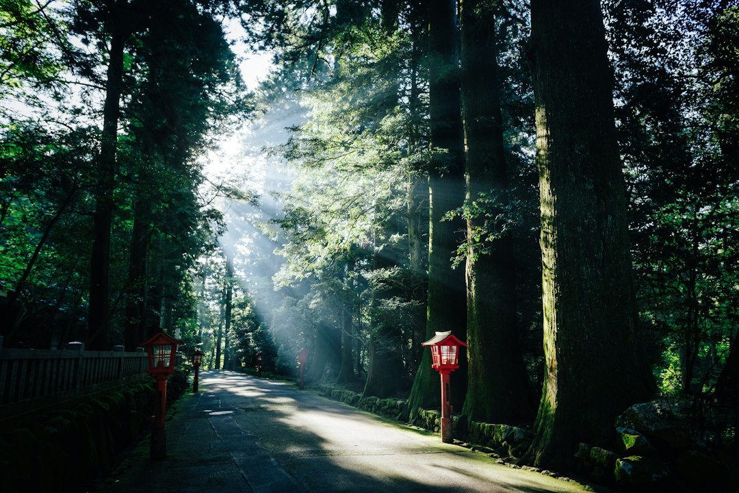 Hakone Weather: Temperatures by Altitude, Rain and Closures