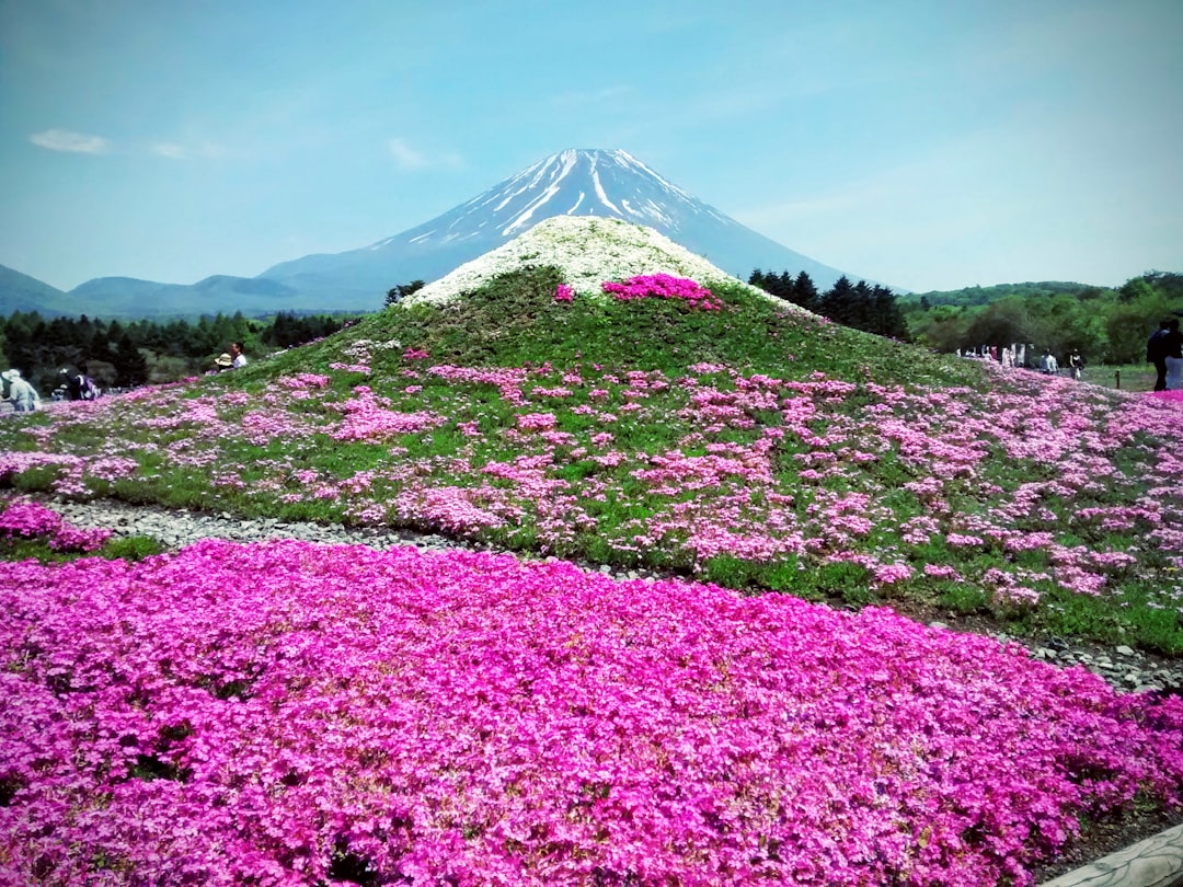 Shibazakura Festival at Mt. Fuji: Dates, Bloom Guide, and Visitor Tips