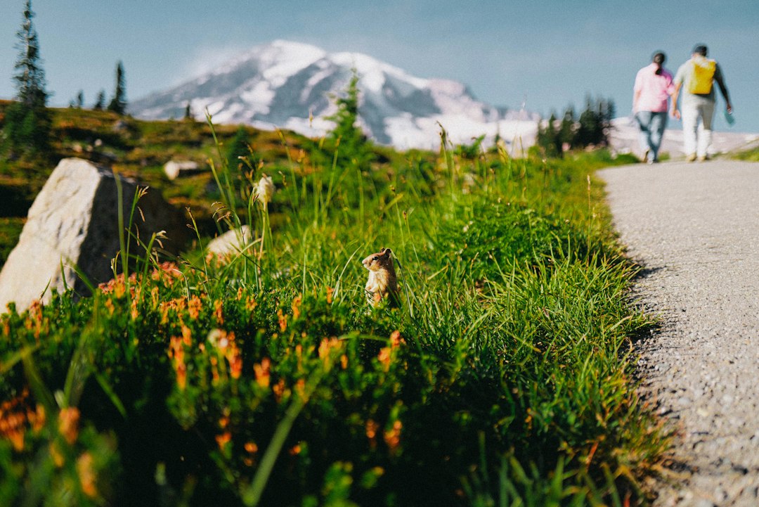 Skyline Trail Mount Rainier: Loop Guide, Snow and Cloud Odds